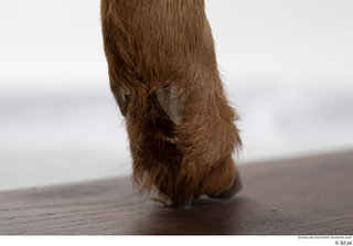 Deer doe foot hoof 0026.jpg